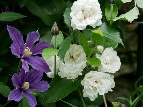 Clematis Arabella ist auch für Anfänger bestens geeignet •。